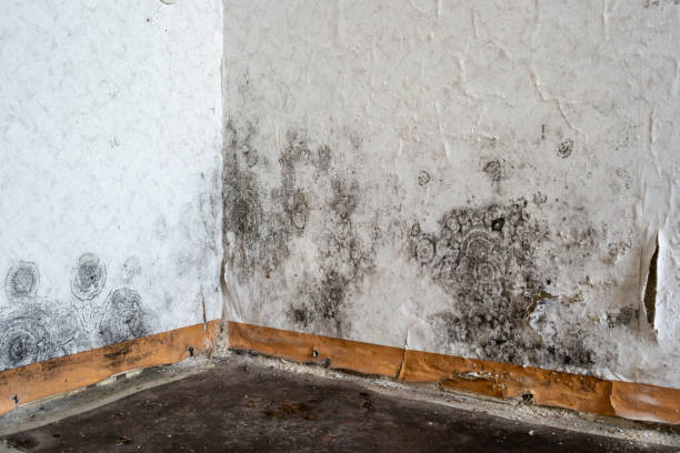 Mold Removal and Inspection